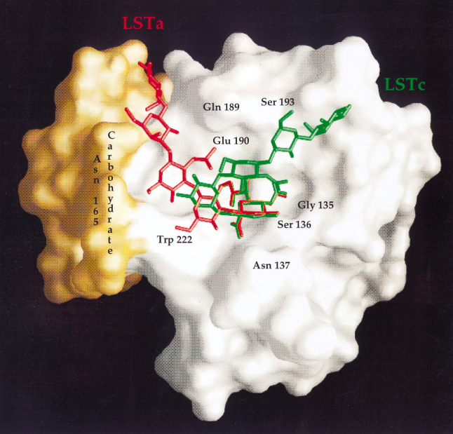 Binding of 2,3- and 2,6- linked sialic acids to the influenza A hemagglutining